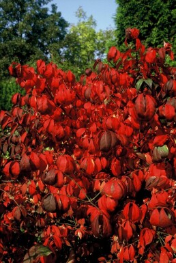 Euonymus alatus 'Compactus'