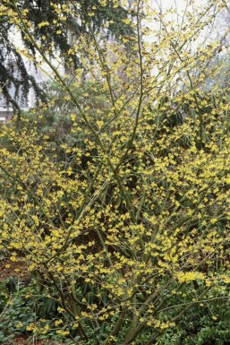 Hamamelis × intermedia 'Arnold Promise'