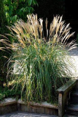 Miscanthus sinensis 'Yakushima Dwarf'