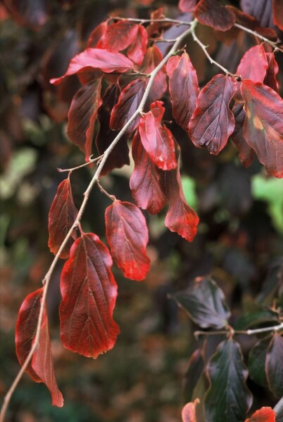 Parrotia persica