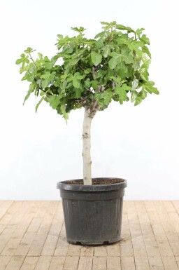 Ficus Carica Bonsaï 100-125 Pot