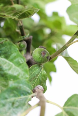 Ficus Carica Bonsaï 100-125 Pot