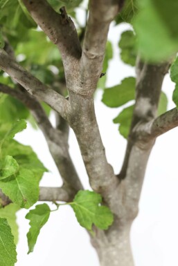 Ficus Carica Bonsaï 100-125 Pot