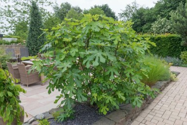 Ficus Carica Bonsaï 100-125 Pot