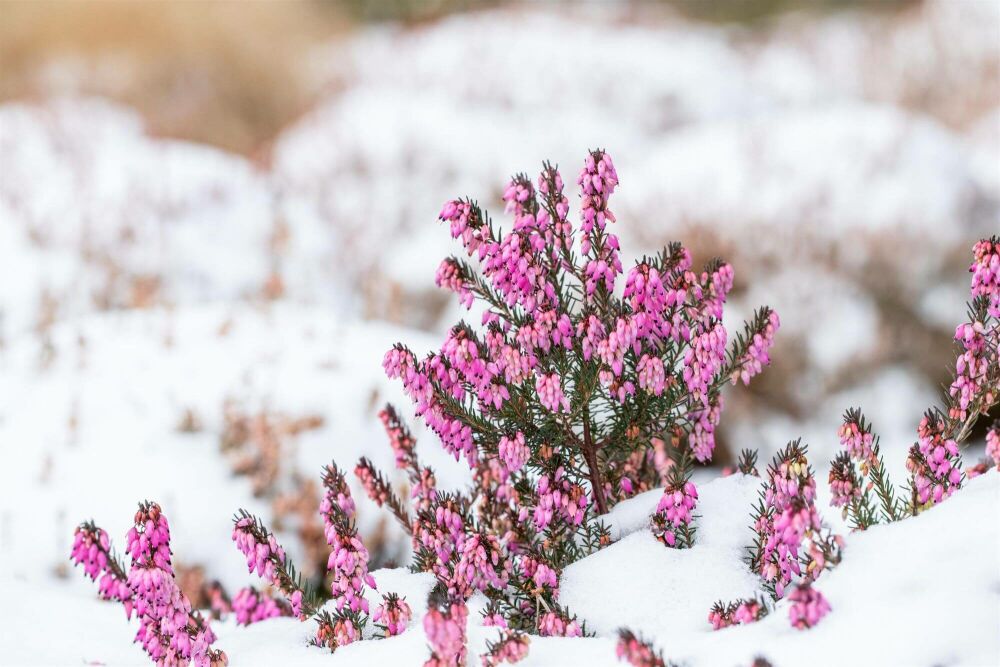 Des couleurs estivales en hiver