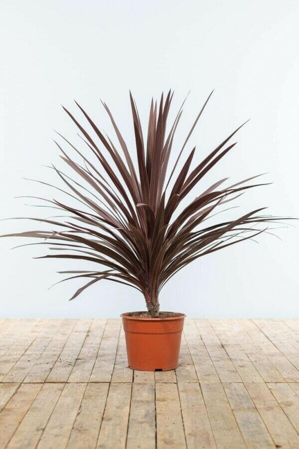 Cordyline australis 'Red Star'